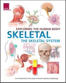 Exploring the Human Body: Skeletal System
